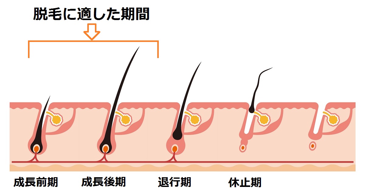 毛周期のサイクル